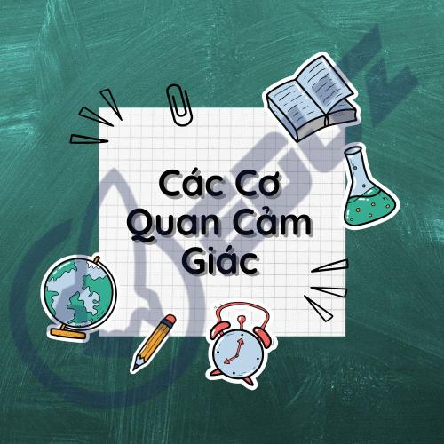 Các Cơ Quan Cảm Giác Quan Trọng Của Cơ Thể